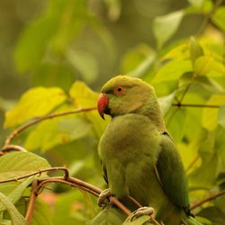 Ring-necked parakeet