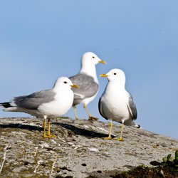 Common Gull