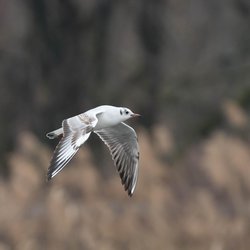 Black-headed Gull