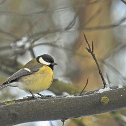 Great Tit