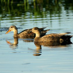 Gadwall