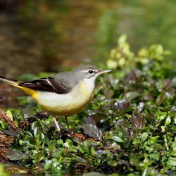 Grey Wagtail