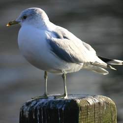 Common Gull
