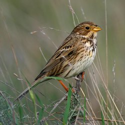 Corn Bunting