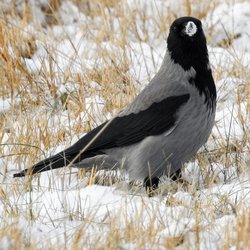 Hooded crow