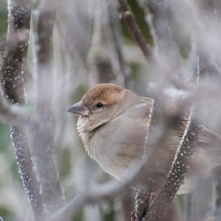 House Sparrow