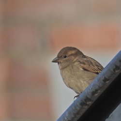 House Sparrow