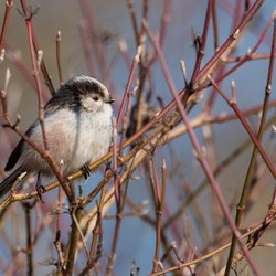 Long-tailed Tit