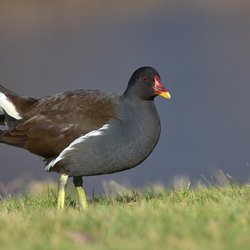 Moorhen