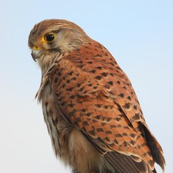 Kestrel