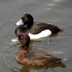 Tufted Duck