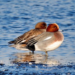 Wigeon