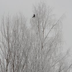 Hooded crow