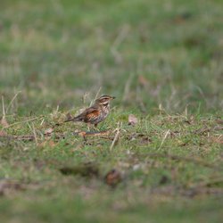 Redwing