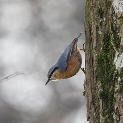 Nuthatch