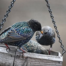 Starling