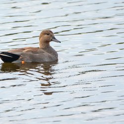Gadwall