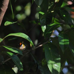 Goldcrest