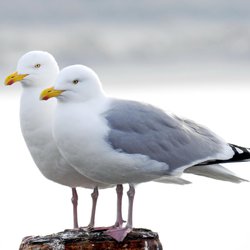 Herring Gull