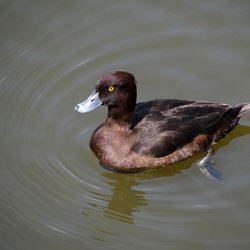 Tufted Duck