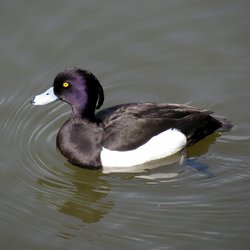 Tufted Duck