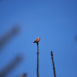 Linnet