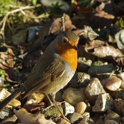 Robin