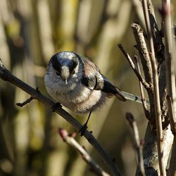 Long-tailed Tit
