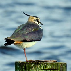Northern Lapwing