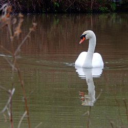 Mute Swan