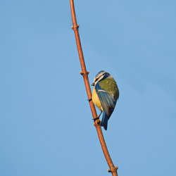 Blue Tit
