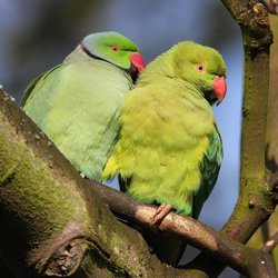 Ring-necked parakeet