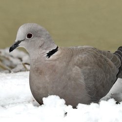 Collared-dove