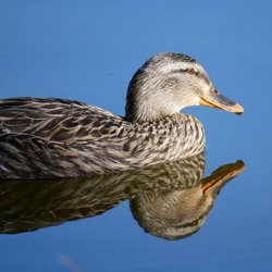 Mallard