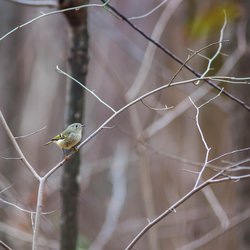Goldcrest