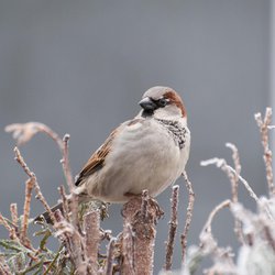 House Sparrow