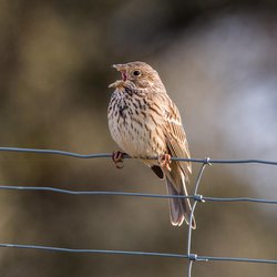Corn Bunting
