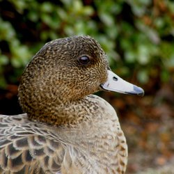 Wigeon