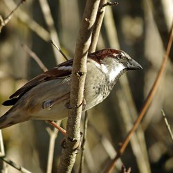 House Sparrow