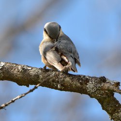 Nuthatch