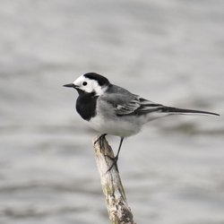 White Wagtail