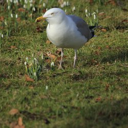 Herring Gull