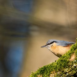 Nuthatch