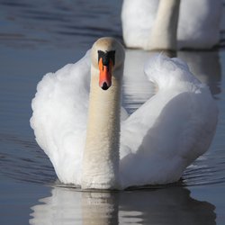 Mute Swan