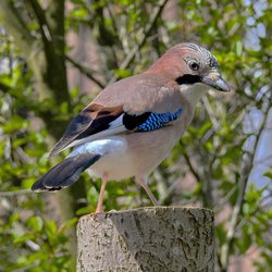 Eurasian Jay
