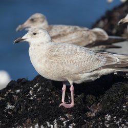 Herring Gull