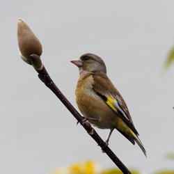 Greenfinch