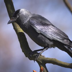 Jackdaw