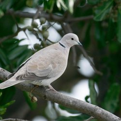 Collared-dove