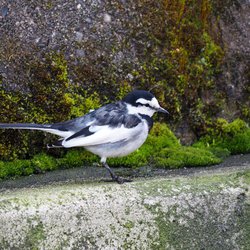 White Wagtail